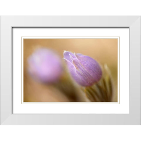 Canada-Manitoba-Libau Prairie crocus flower close-up White Modern Wood Framed Art Print with Double Matting by Jaynes Gallery