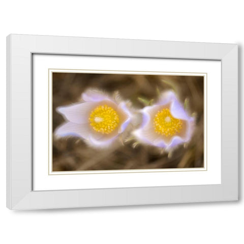 Canada-Manitoba-Winnipeg Close-up of prairie crocus flowers White Modern Wood Framed Art Print with Double Matting by Jaynes Gallery