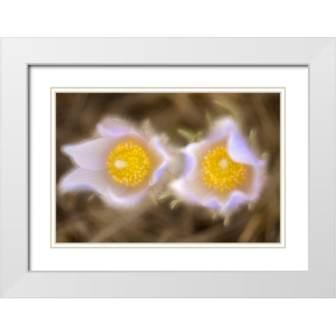 Canada-Manitoba-Winnipeg Close-up of prairie crocus flowers White Modern Wood Framed Art Print with Double Matting by Jaynes Gallery
