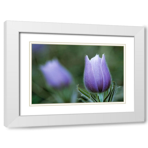 Canada-Manitoba-Sandilands Provincial Forest Prairie crocus flower close-up White Modern Wood Framed Art Print with Double Matting by Jaynes Gallery