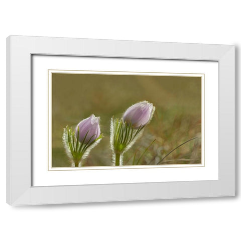 Canada-Manitoba-Winnipeg Close-up of prairie crocus flowers White Modern Wood Framed Art Print with Double Matting by Jaynes Gallery