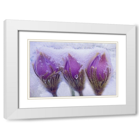 Canada-Manitoba-Sandilands Provincial Forest Prairie crocus flowers in late snow White Modern Wood Framed Art Print with Double Matting by Jaynes Gallery