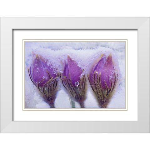 Canada-Manitoba-Sandilands Provincial Forest Prairie crocus flowers in late snow White Modern Wood Framed Art Print with Double Matting by Jaynes Gallery