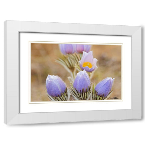Canada-Manitoba Prairie crocus flowers close-up White Modern Wood Framed Art Print with Double Matting by Jaynes Gallery