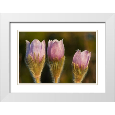 Canada-Manitoba-Sandilands Provincial Forest Prairie crocus flowers close-up White Modern Wood Framed Art Print with Double Matting by Jaynes Gallery