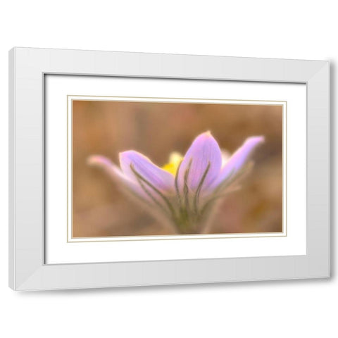 Canada-Manitoba-Libau Prairie crocus flower close-up White Modern Wood Framed Art Print with Double Matting by Jaynes Gallery
