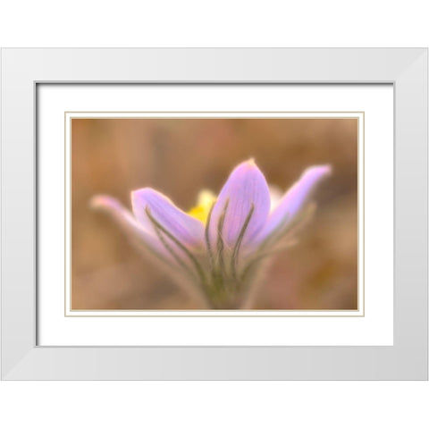 Canada-Manitoba-Libau Prairie crocus flower close-up White Modern Wood Framed Art Print with Double Matting by Jaynes Gallery