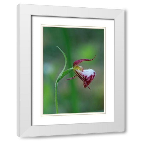 Canada-Manitoba-Sandilands Provincial Forest Rams-head ladys-slipper flower close-up White Modern Wood Framed Art Print with Double Matting by Jaynes Gallery