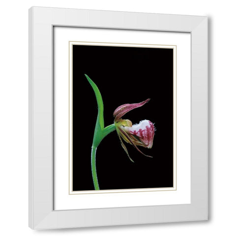 Canada-Manitoba-Sandilands Provincial Forest Rams-head ladys-slipper flower close-up White Modern Wood Framed Art Print with Double Matting by Jaynes Gallery