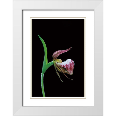 Canada-Manitoba-Sandilands Provincial Forest Rams-head ladys-slipper flower close-up White Modern Wood Framed Art Print with Double Matting by Jaynes Gallery