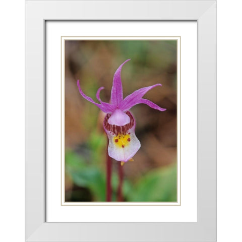 Canada-Manitoba-Agassiz Provincial Forest Calypso orchid close-up White Modern Wood Framed Art Print with Double Matting by Jaynes Gallery
