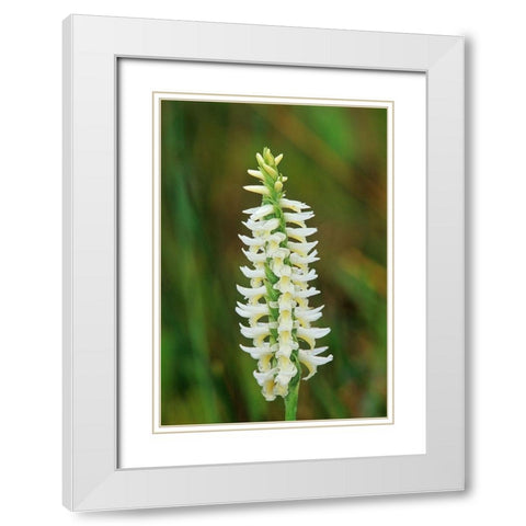 Canada-Manitoba-Tall-grass Prairie Preserve Great Plains ladys tresses orchids White Modern Wood Framed Art Print with Double Matting by Jaynes Gallery