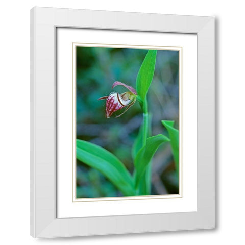 Canada-Manitoba-Gypsumville Rams-head ladys-slipper flower close-up White Modern Wood Framed Art Print with Double Matting by Jaynes Gallery