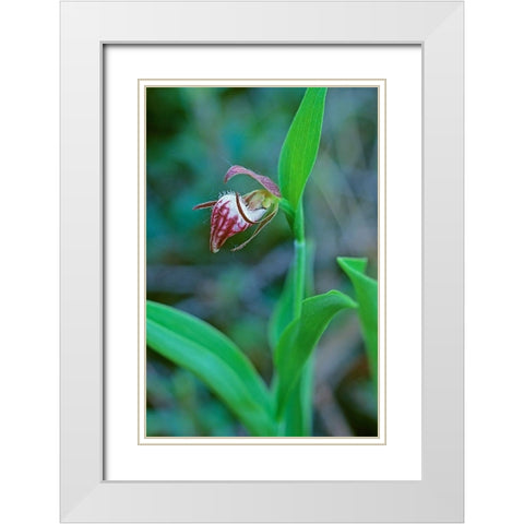 Canada-Manitoba-Gypsumville Rams-head ladys-slipper flower close-up White Modern Wood Framed Art Print with Double Matting by Jaynes Gallery