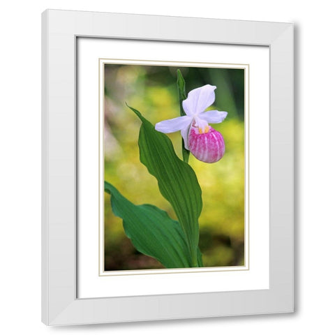 Canada-Manitoba-Agassiz Provincial Forest Showy ladys slipper orchid close-up White Modern Wood Framed Art Print with Double Matting by Jaynes Gallery