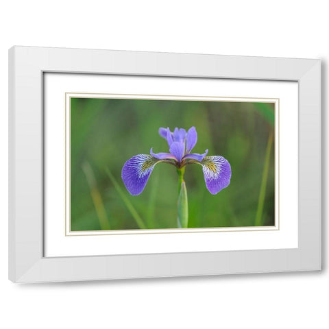 Canada-Manitoba-Whiteshell Provincial Park Blue flag iris in field White Modern Wood Framed Art Print with Double Matting by Jaynes Gallery