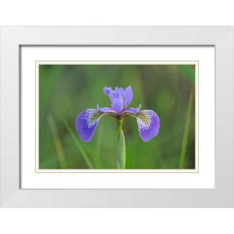 Canada-Manitoba-Whiteshell Provincial Park Blue flag iris in field White Modern Wood Framed Art Print with Double Matting by Jaynes Gallery