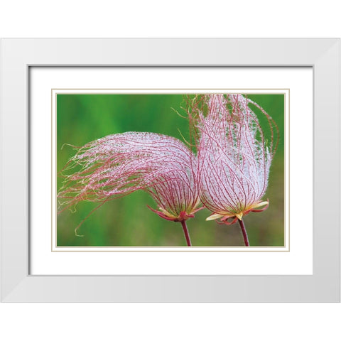 Canada-Manitoba-Birds Hill Provincial Park Three-flowered avens close-up White Modern Wood Framed Art Print with Double Matting by Jaynes Gallery