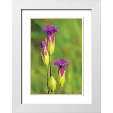 Canada-Manitoba-Tall-grass Prairie Preserve Fringed gentian flowers close-up White Modern Wood Framed Art Print with Double Matting by Jaynes Gallery