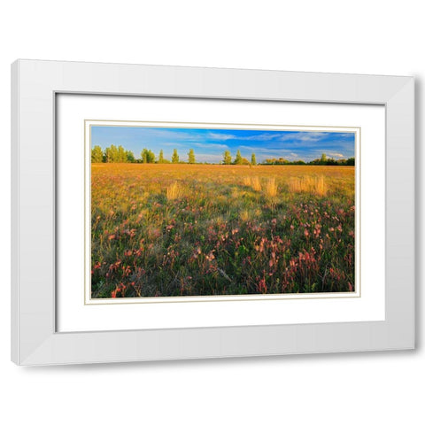 Canada-Manitoba-Birds Hill Provincial Park Three-flowered avens flowers and seed heads in field White Modern Wood Framed Art Print with Double Matting by Jaynes Gallery