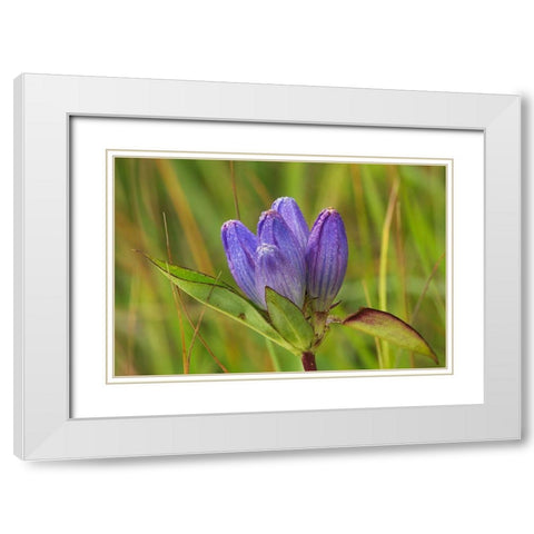 Canada-Manitoba-Tall-grass Prairie Preserve Closed gentian flower close-up White Modern Wood Framed Art Print with Double Matting by Jaynes Gallery