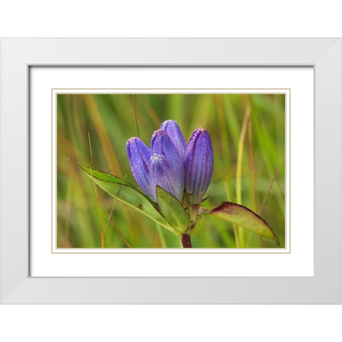 Canada-Manitoba-Tall-grass Prairie Preserve Closed gentian flower close-up White Modern Wood Framed Art Print with Double Matting by Jaynes Gallery