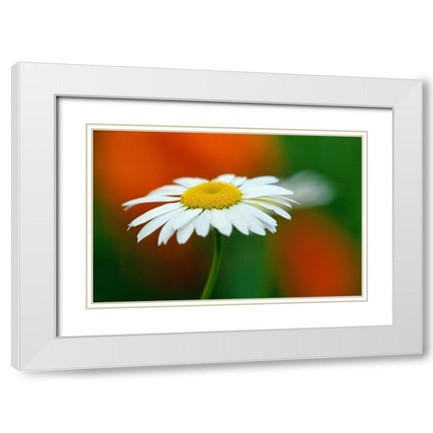 Canada-Manitoba-Winnipeg Common daisy flower close-up White Modern Wood Framed Art Print with Double Matting by Jaynes Gallery