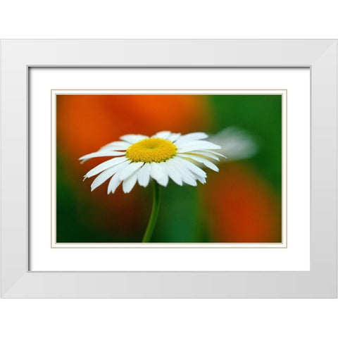 Canada-Manitoba-Winnipeg Common daisy flower close-up White Modern Wood Framed Art Print with Double Matting by Jaynes Gallery