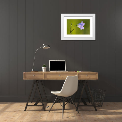 Canada-Manitoba-Winnipeg Close-up of harebells blossom White Modern Wood Framed Art Print with Double Matting by Jaynes Gallery
