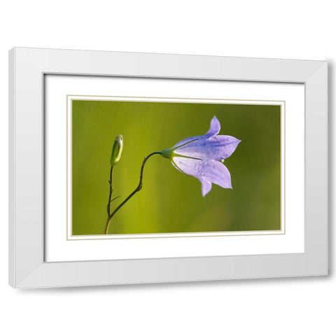 Canada-Manitoba-Winnipeg Close-up of harebells blossom White Modern Wood Framed Art Print with Double Matting by Jaynes Gallery