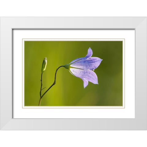 Canada-Manitoba-Winnipeg Close-up of harebells blossom White Modern Wood Framed Art Print with Double Matting by Jaynes Gallery