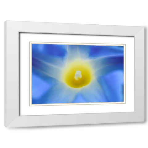 Canada-Manitoba-Winnipeg Morning glory blossom close-up White Modern Wood Framed Art Print with Double Matting by Jaynes Gallery
