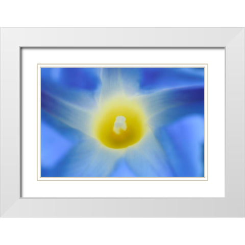 Canada-Manitoba-Winnipeg Morning glory blossom close-up White Modern Wood Framed Art Print with Double Matting by Jaynes Gallery