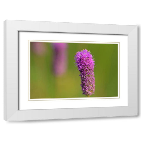 Canada-Manitoba-Winnipeg Purple prairie clover close-up White Modern Wood Framed Art Print with Double Matting by Jaynes Gallery