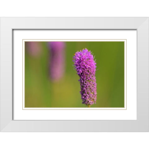 Canada-Manitoba-Winnipeg Purple prairie clover close-up White Modern Wood Framed Art Print with Double Matting by Jaynes Gallery