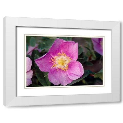 Canada-Manitoba-Nopiming Provincial Park Pink rose blossom close-up White Modern Wood Framed Art Print with Double Matting by Jaynes Gallery