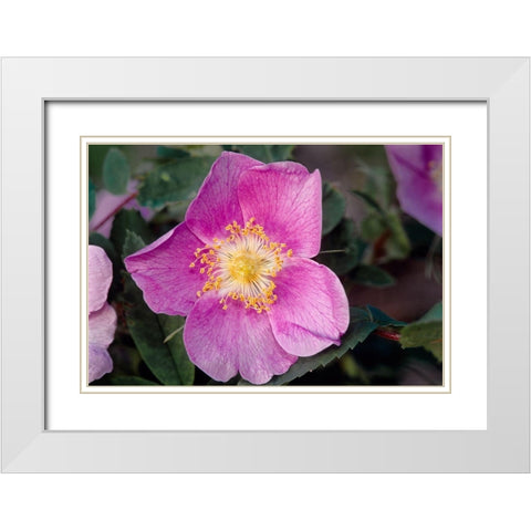 Canada-Manitoba-Nopiming Provincial Park Pink rose blossom close-up White Modern Wood Framed Art Print with Double Matting by Jaynes Gallery