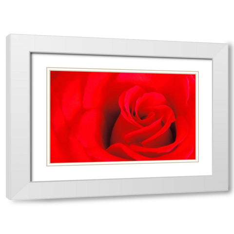 Canada-Manitoba-Winnipeg Detail of red rose White Modern Wood Framed Art Print with Double Matting by Jaynes Gallery