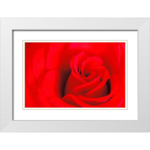 Canada-Manitoba-Winnipeg Detail of red rose White Modern Wood Framed Art Print with Double Matting by Jaynes Gallery