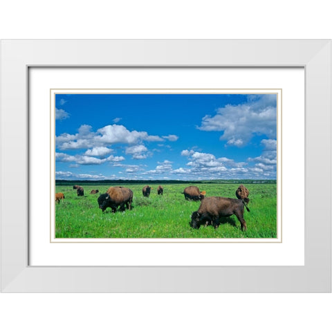 Canada-Manitoba-Riding Mountain National Park Herd of American plains bison grazing on prairie White Modern Wood Framed Art Print with Double Matting by Jaynes Gallery