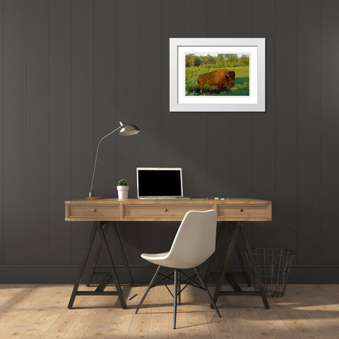 Canada-Manitoba-Riding Mountain National Park Close-up of male American plains bison White Modern Wood Framed Art Print with Double Matting by Jaynes Gallery