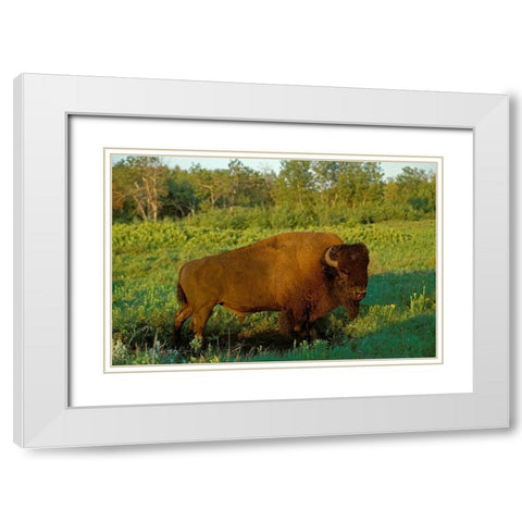 Canada-Manitoba-Riding Mountain National Park Close-up of male American plains bison White Modern Wood Framed Art Print with Double Matting by Jaynes Gallery