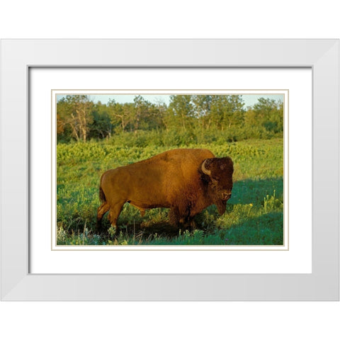 Canada-Manitoba-Riding Mountain National Park Close-up of male American plains bison White Modern Wood Framed Art Print with Double Matting by Jaynes Gallery