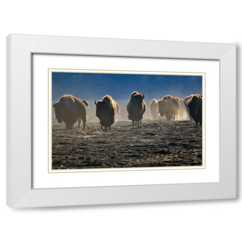 Canada-Manitoba-Riding Mountain National Park Herd of American plains bison on burned prairie White Modern Wood Framed Art Print with Double Matting by Jaynes Gallery