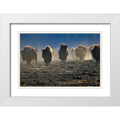 Canada-Manitoba-Riding Mountain National Park Herd of American plains bison on burned prairie White Modern Wood Framed Art Print with Double Matting by Jaynes Gallery