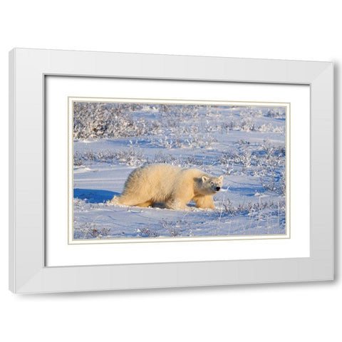 Canada-Manitoba-Churchill Polar bear walking through snow in evening light White Modern Wood Framed Art Print with Double Matting by Jaynes Gallery