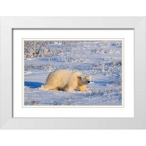 Canada-Manitoba-Churchill Polar bear walking through snow in evening light White Modern Wood Framed Art Print with Double Matting by Jaynes Gallery