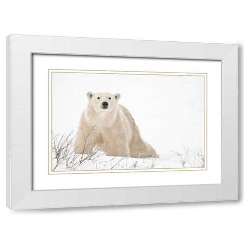 Canada-Manitoba-Churchill Polar bear on frozen tundra White Modern Wood Framed Art Print with Double Matting by Jaynes Gallery