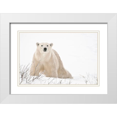 Canada-Manitoba-Churchill Polar bear on frozen tundra White Modern Wood Framed Art Print with Double Matting by Jaynes Gallery