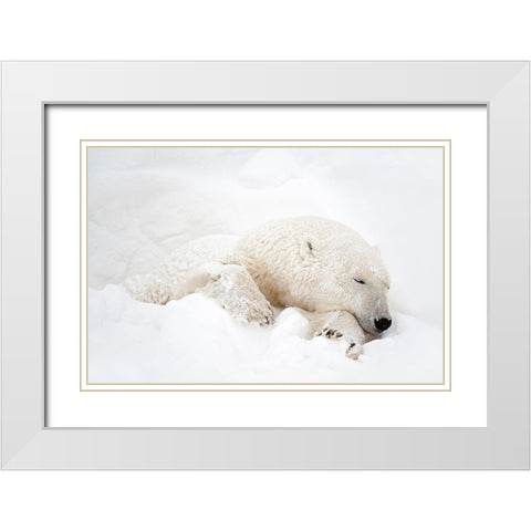 Canada-Manitoba-Churchill Polar bear sleeping in snow White Modern Wood Framed Art Print with Double Matting by Jaynes Gallery